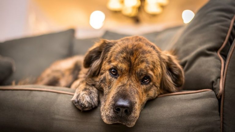 Hypothyroidism in Dogs