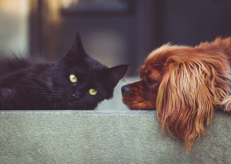 Can Cats and Dogs Coexist