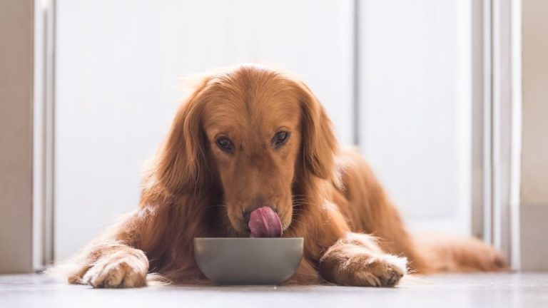 hypoallergenic food dogs
