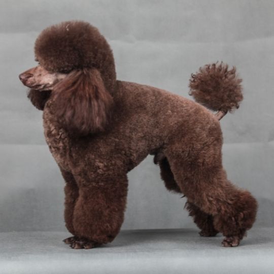 Are Poodles Good Dogs