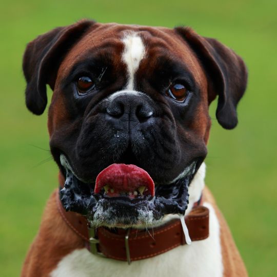Boxer Dog Breed: Characteristics and Temperament 2 Boxer Dog Breed