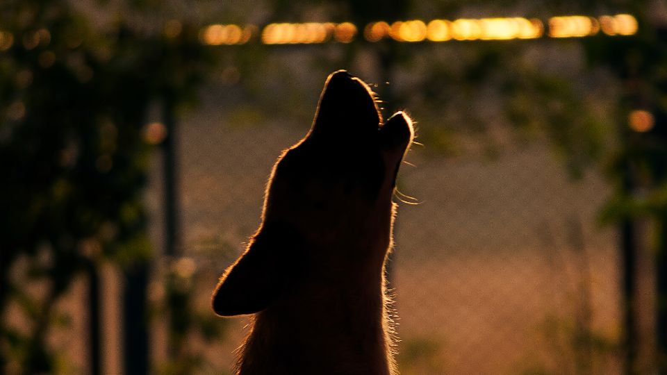 Why Do Dogs Howl