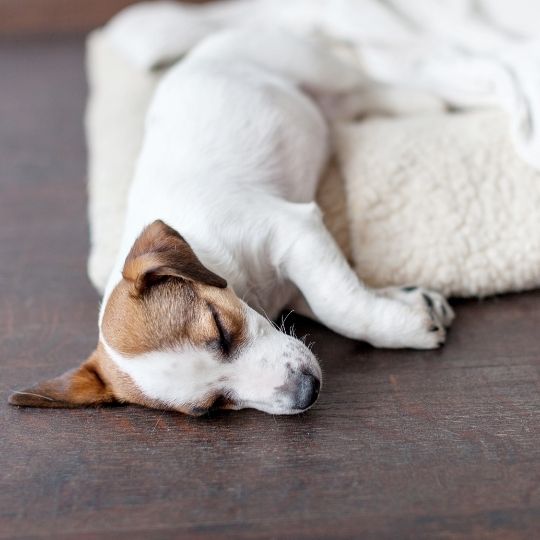 Dog Peeing on Bed at Night 2 dog peeing on bed at night