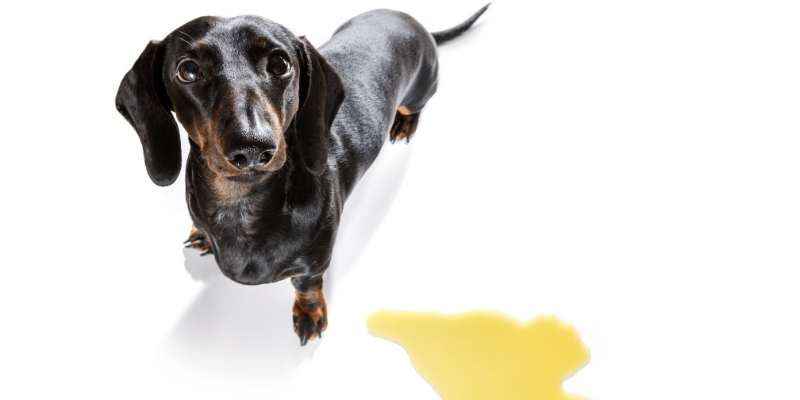Dog Peeing on Bed at Night 3 dog peeing on bed at night
