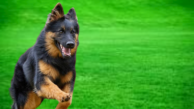 Bohemian Shepherd Dog Breed