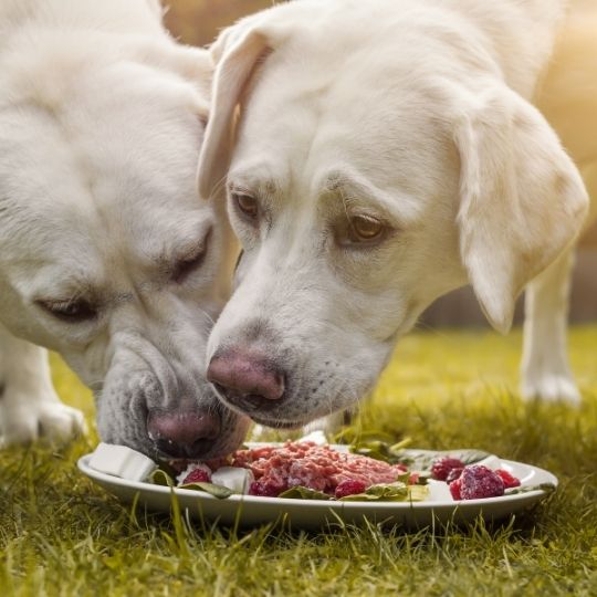 Gluttonous Dogs: Anxiety About Eating 2 gluttonous dog