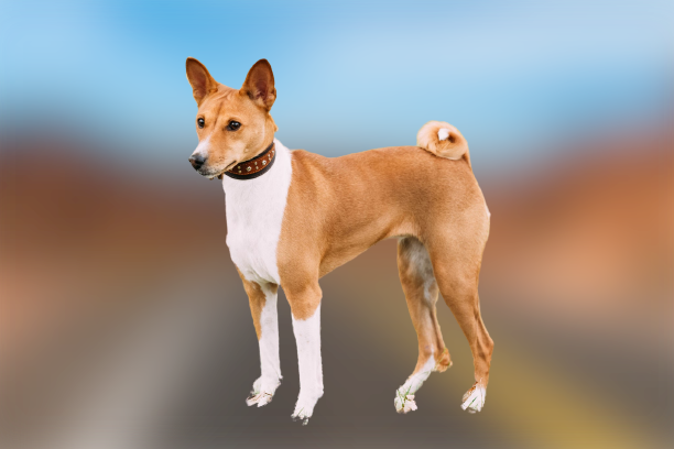Basenji Dog Breed