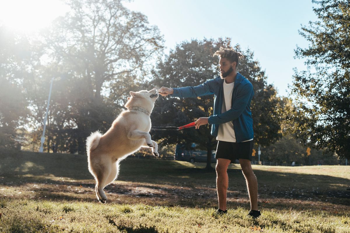 How To Train Akita Dog