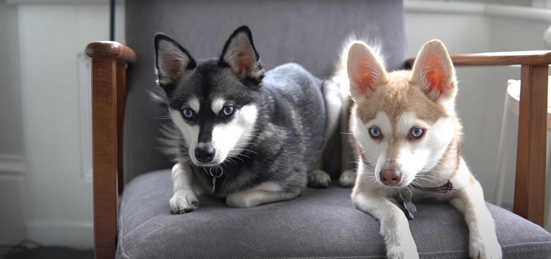 How To Train Alaskan Klee Kai