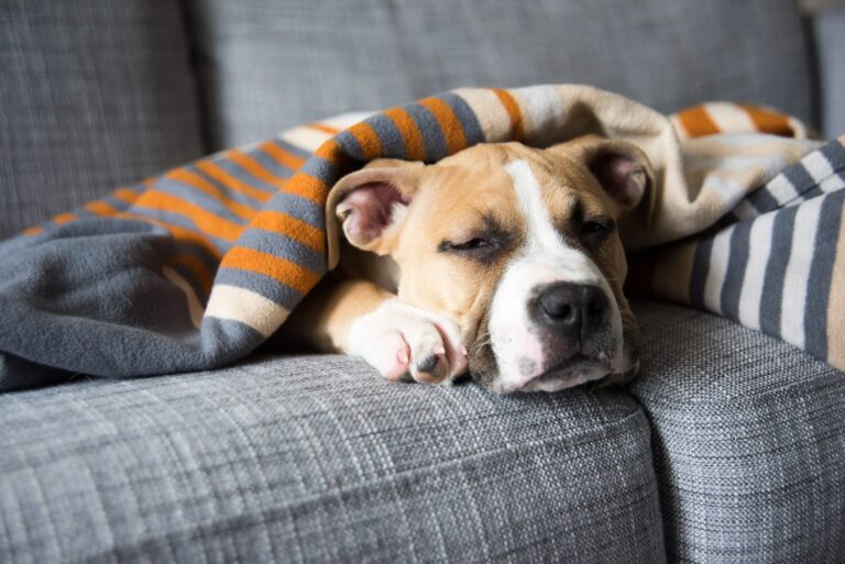 How Many Hours Do Dogs Sleep? Understanding Your Canine's Sleeping Habits