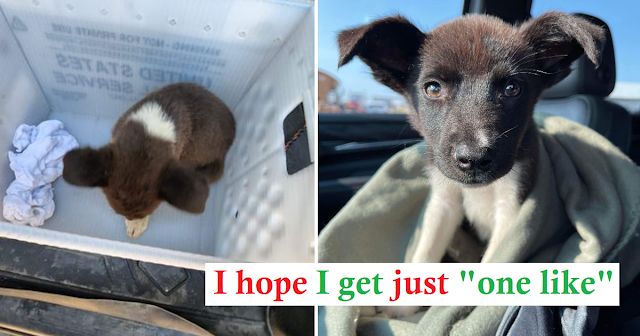 Mail Carrier's Heartwarming Rescue: Stray Pup Joins Delivery Route (Ruff Start Rescue)