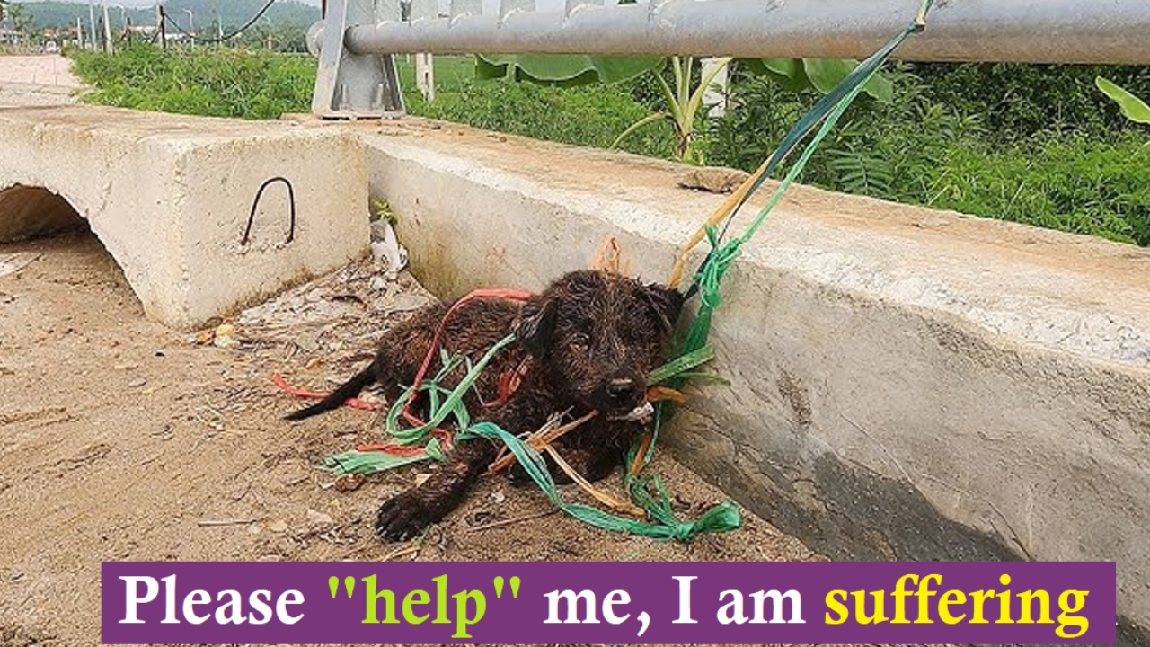 Celebrating the Unwavering Spirit of a Dog: Bound to the Bridge, Embracing Hope and Patience in Every Moment