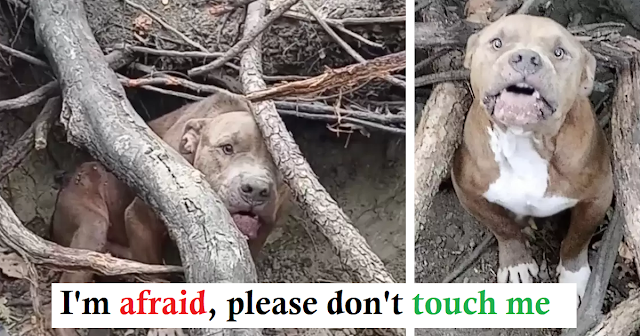 The Heartwarming Rescue of Pappas, the Abandoned Pit Bull
