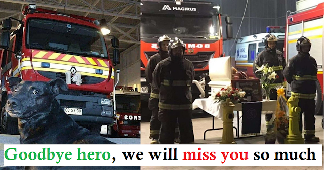 Firefighters Pay Loving Tribute To Station Dog Who Passed Away